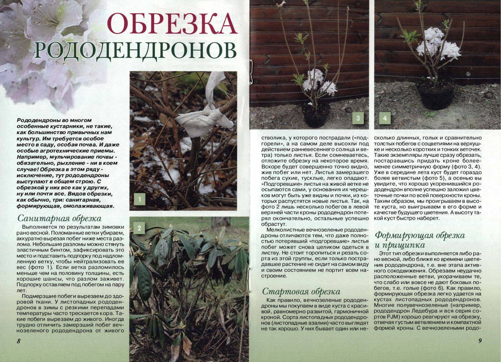 Рододендрон: посадка и уход в открытом грунте, сорта и размножение | клуб цветоводов