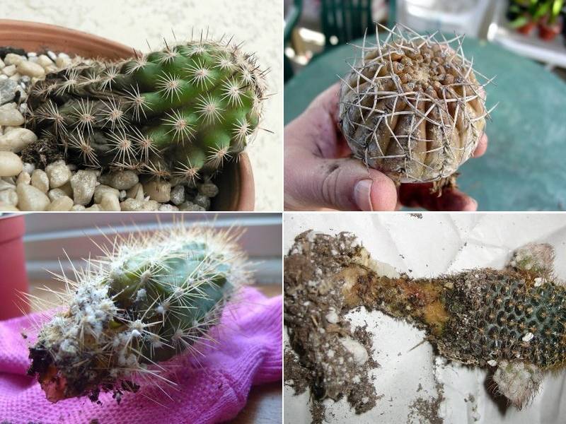 Болезни кактусов: фото, причины, лечение