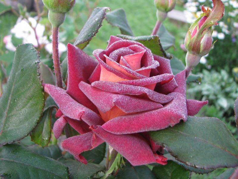 Лучшие кустарниковые розы. «наследие» — душистая англичанка