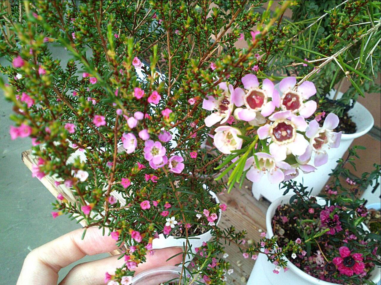 Хамелациум или елка с цветами уход и размножение в домашних условиях, фото цветка
