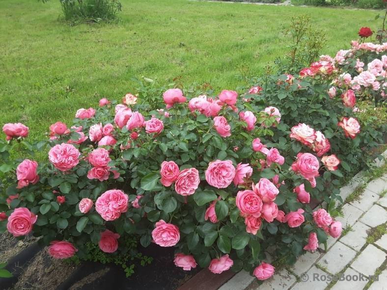 Роза леонардо да винчи: описание сорта и секреты успешного его выращивания | садоводство24