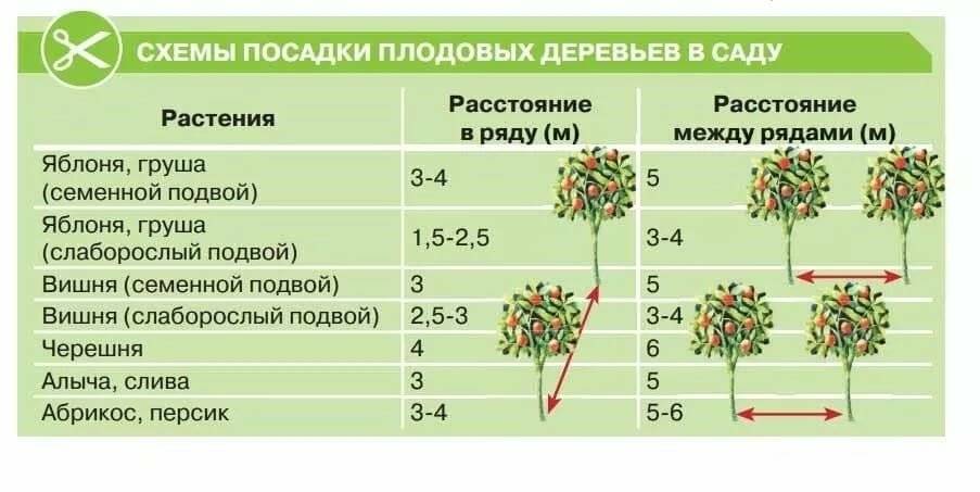 Посадка хризантемы весной в открытый грунт