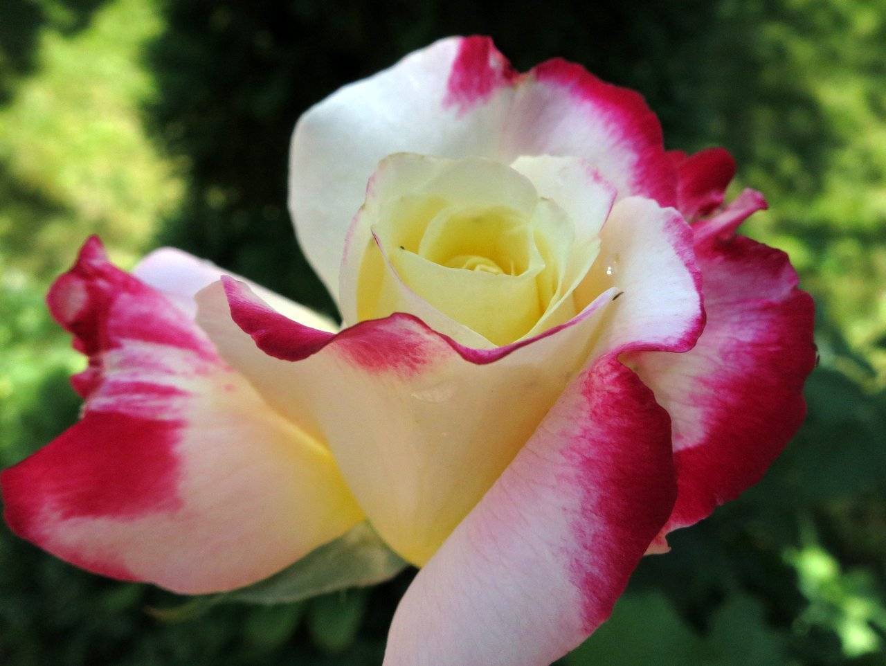 Роза дабл делайт: описание и особенности сорта, выращивание и уход