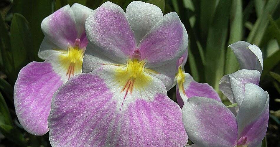 Орхидея мильтония уход в домашних условиях пересадка и размножение полив и реанимация