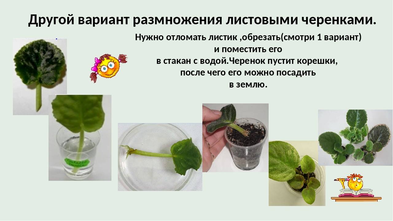 Размножение фиалки листом в домашних условиях: фото-инструкция