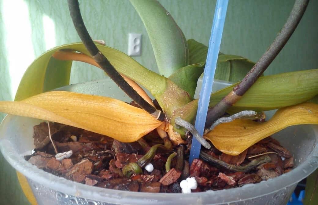 Почему у орхидеи желтеют листья: причины и как спасти растение