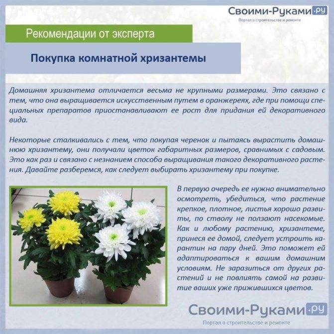 Хризантемы в саду: особенности выращивания в открытом грунте