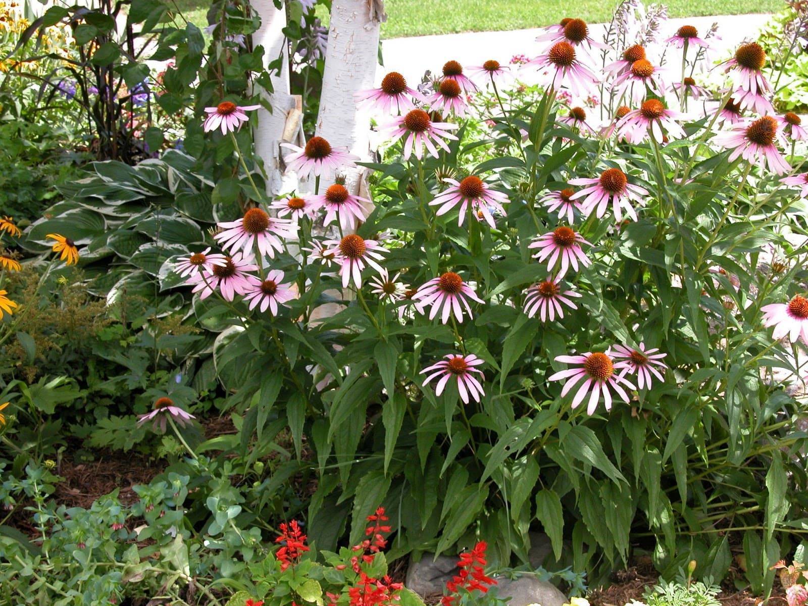 Эхинацея — популярное растение для вашего цветника: сорта с фото и все секреты выращивания