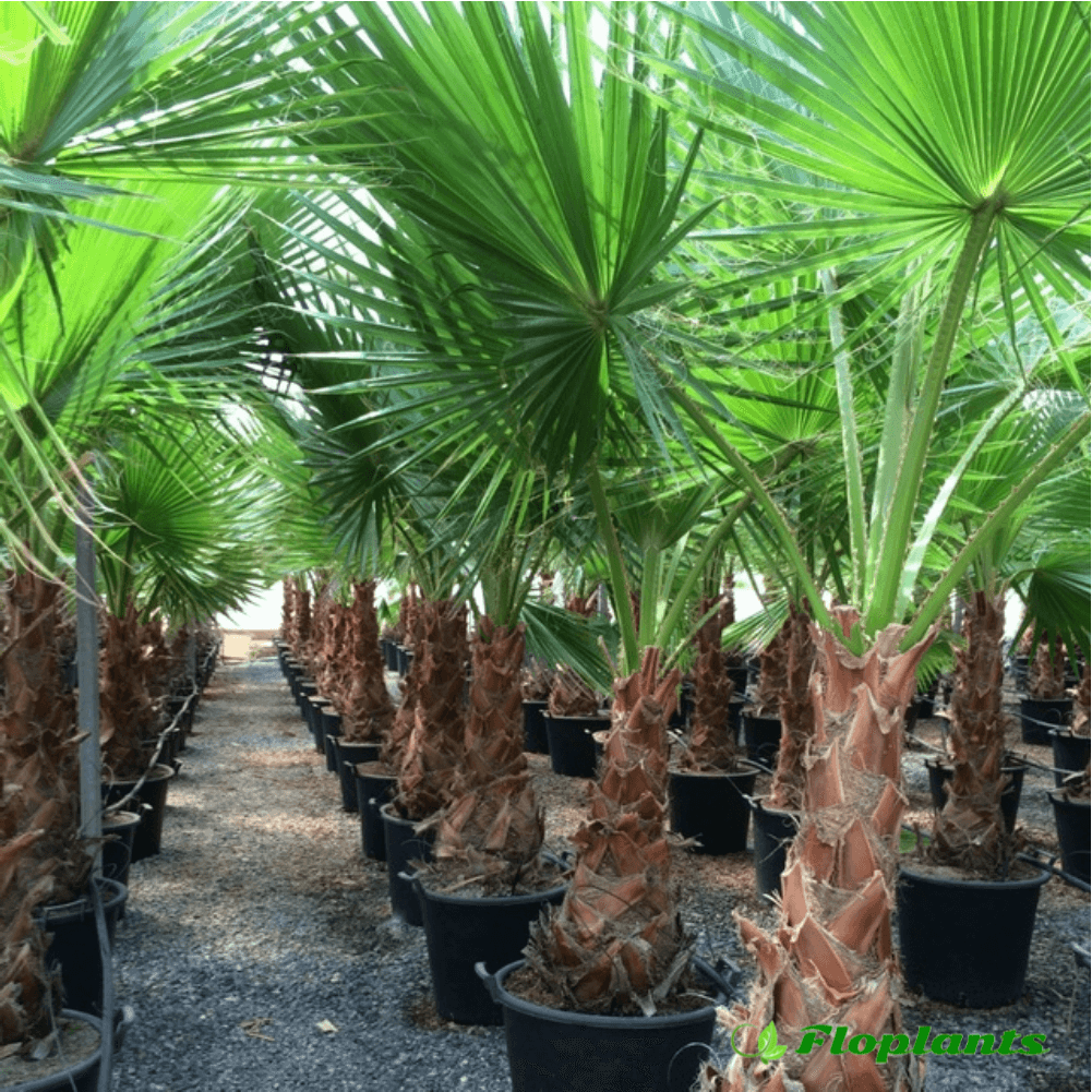 Вашингтония: уход за пальмой в домашних условиях, фото и описание нитчатого (нитеносного) и крепкого видов, особенности, выращивание из семян