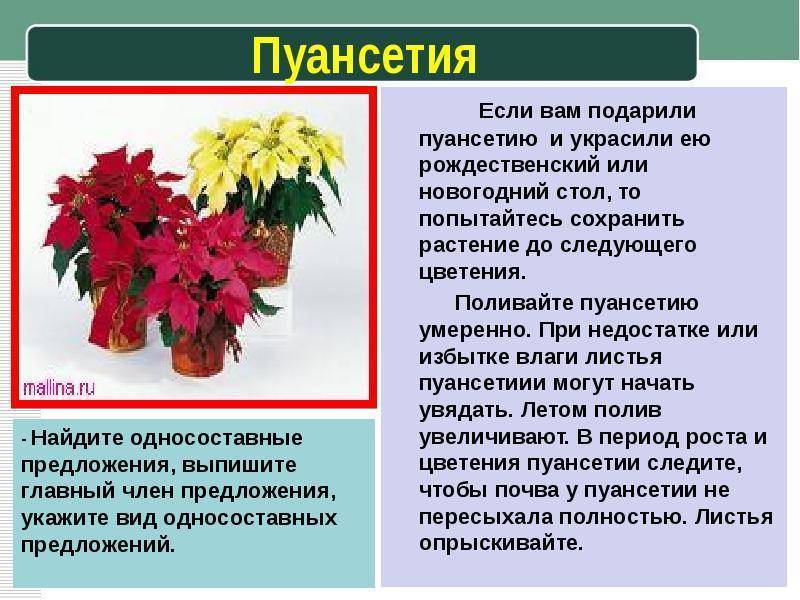 Пуансеттия — главное комнатное растение зимы. уход в домашних условиях. фото — ботаничка