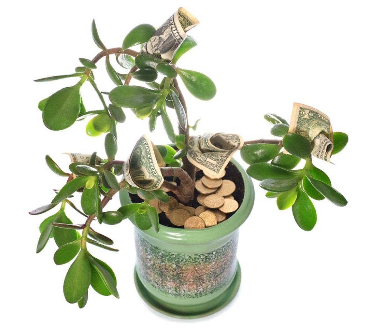 Приметы и суеверия о денежном дереве, множно ли держать его в доме