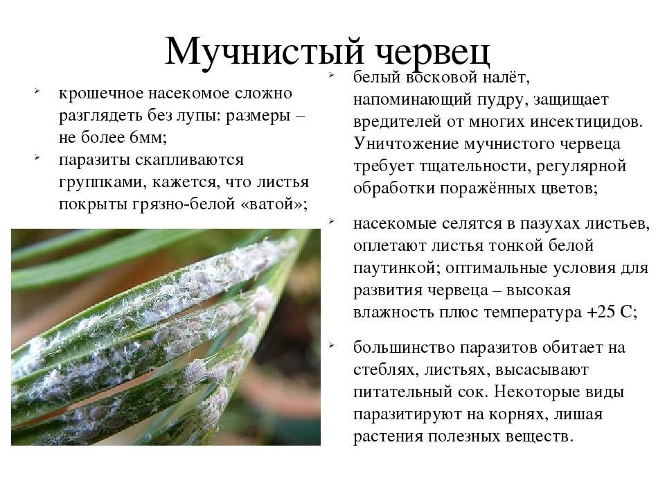 ᐉ болезни комнатных растений: их лечение и профилактика - roza-zanoza.ru