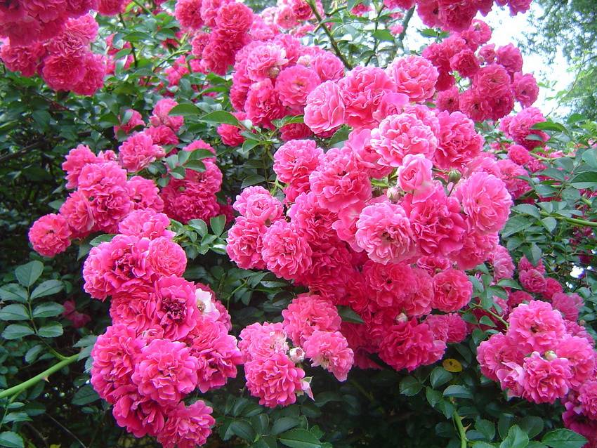 Практические рекомендации по выращиванию плетистой розы супер дороти. фото и описание сорта