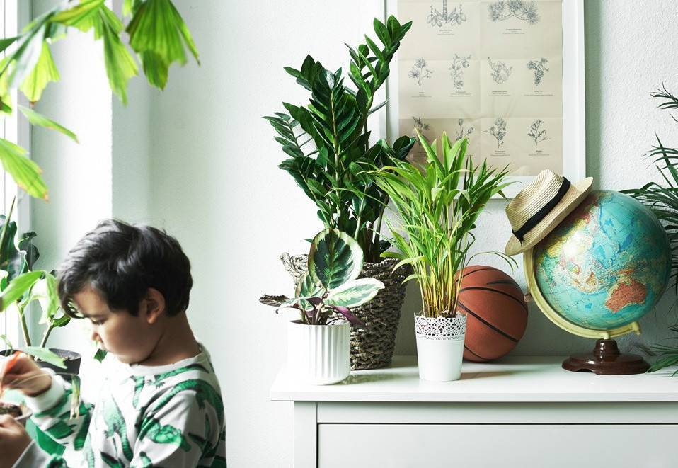 Растения для детской комнаты: что можно и что нельзя