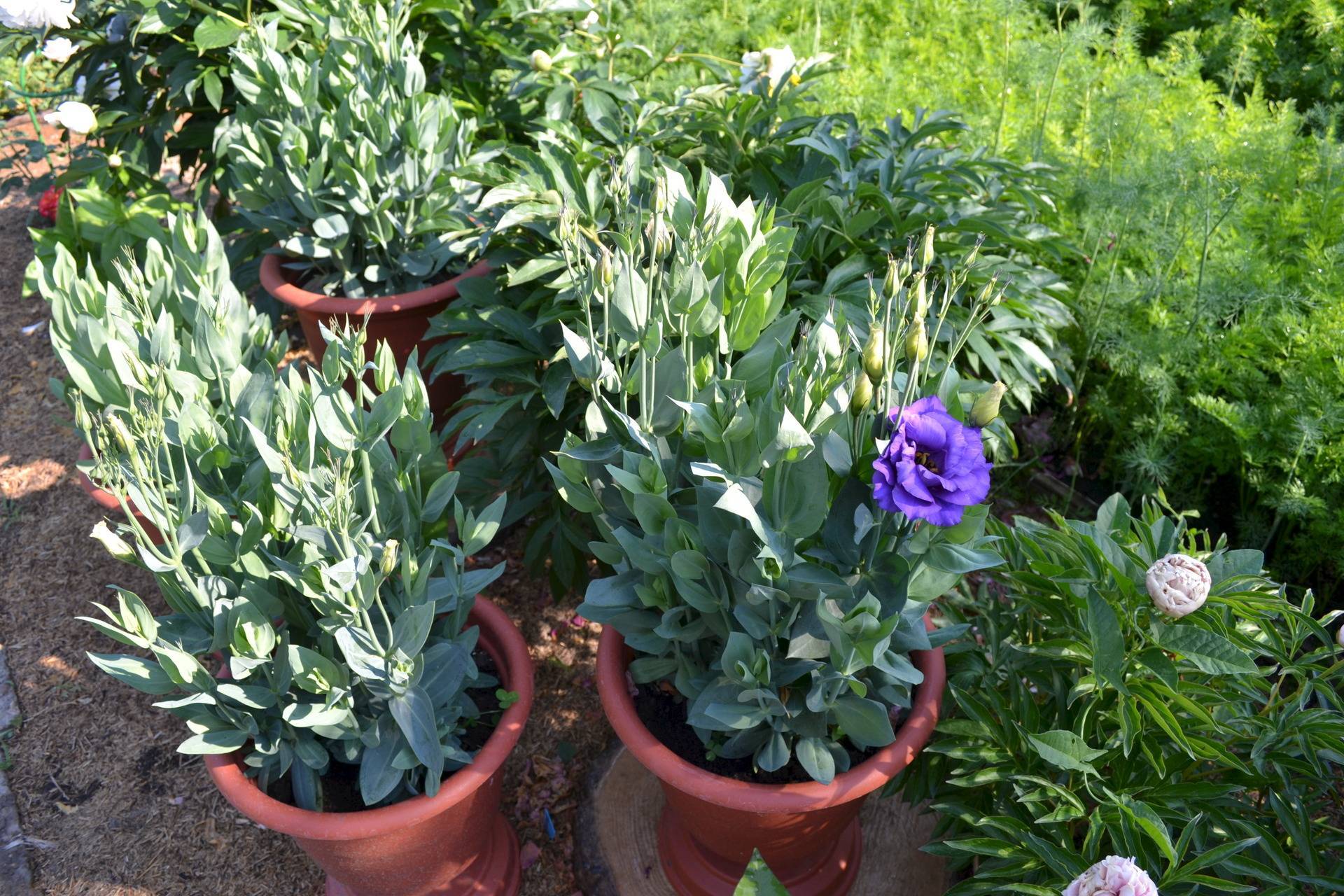Цветок эустома многолетняя: выращивание в домашних условиях