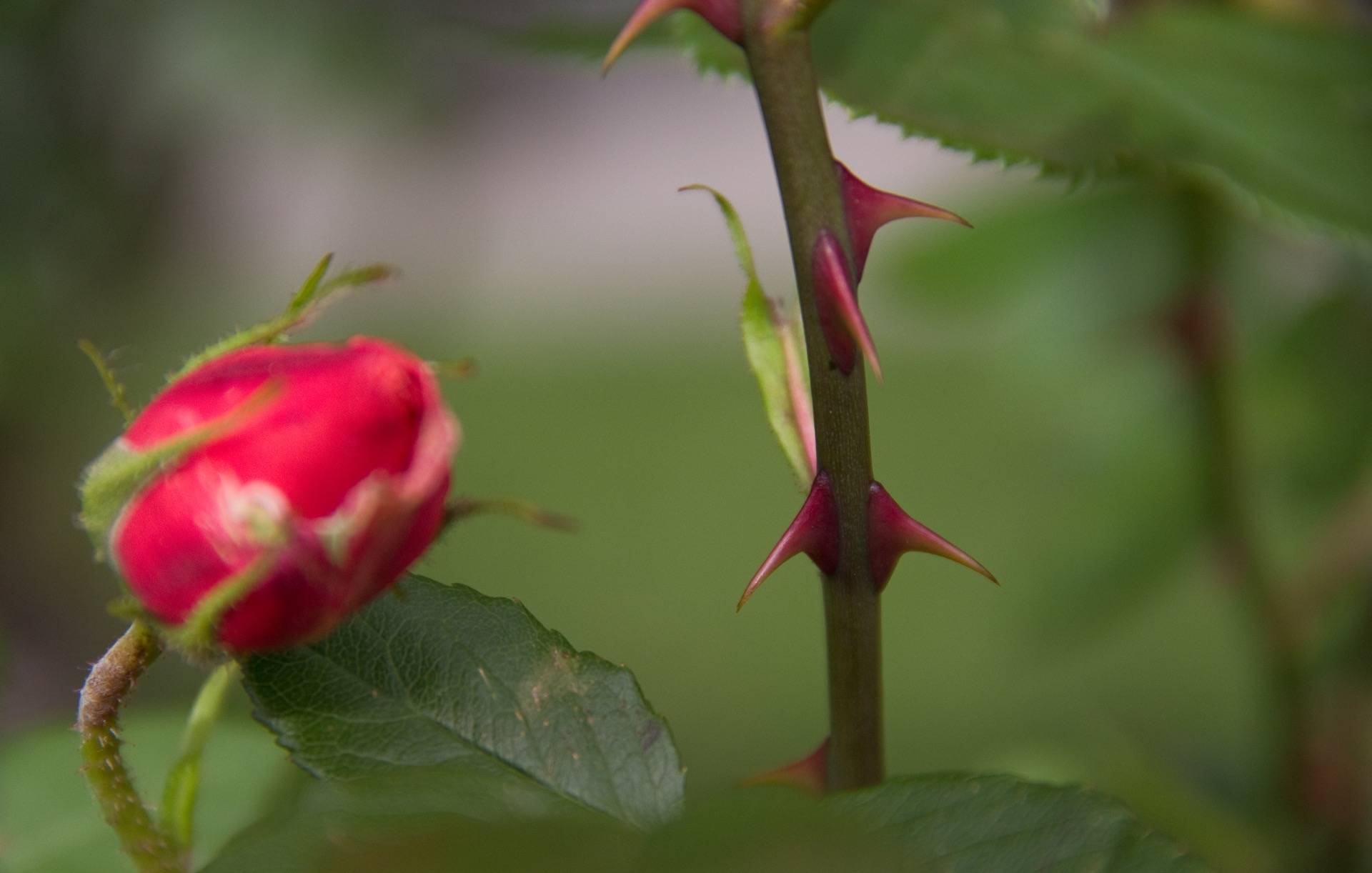 Какого ухода требуют мини-розы в горшочках и как их правильно выращивать в домашних условиях?