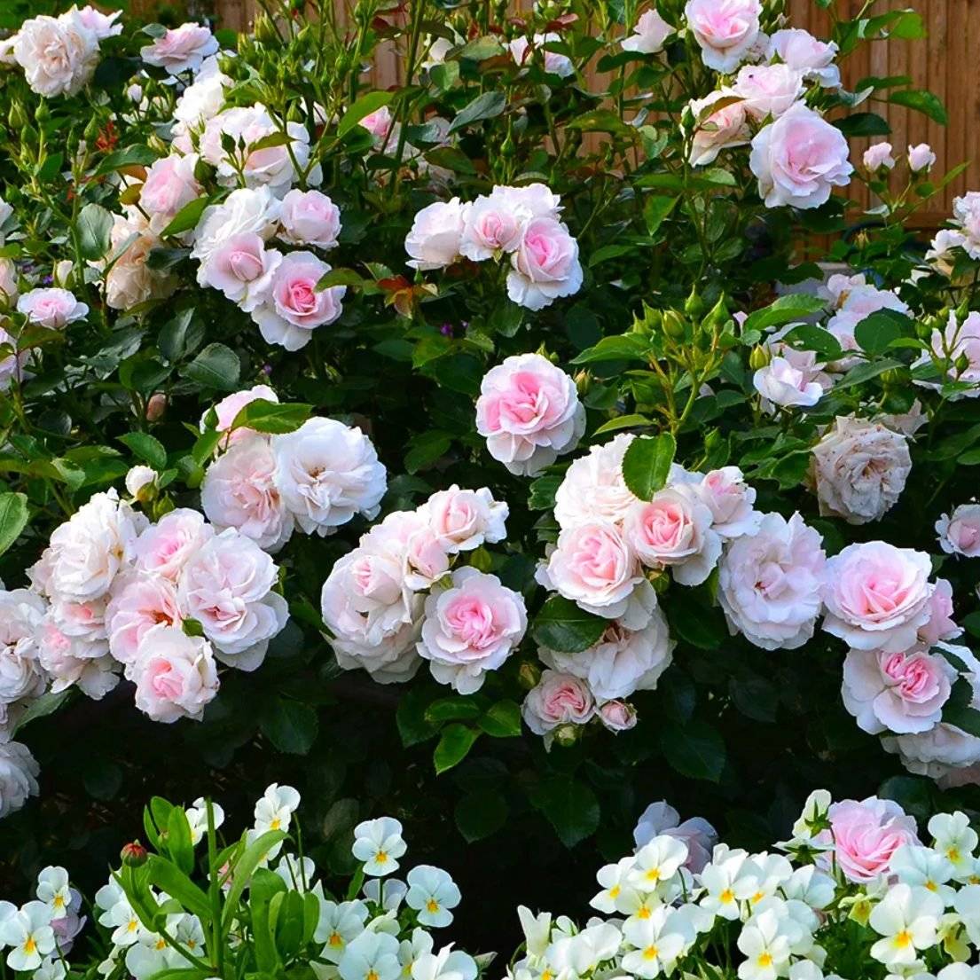 Роза аспирин роуз характеристика советы по выращиванию