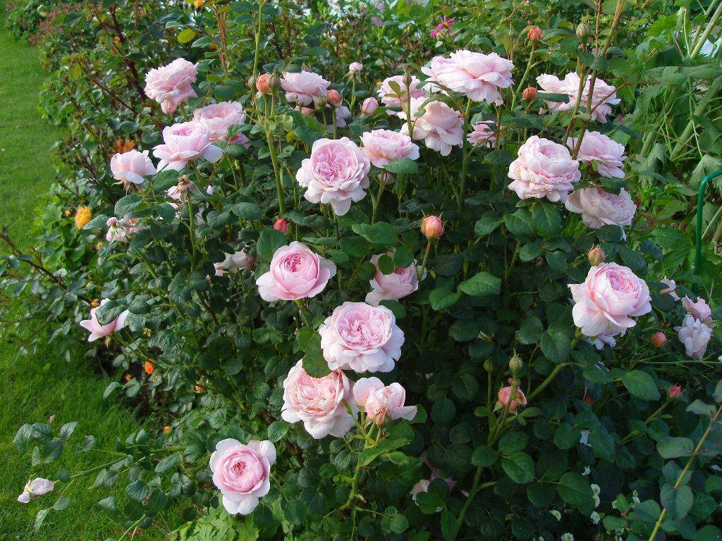 Роза бельведер, фото и описание шраба