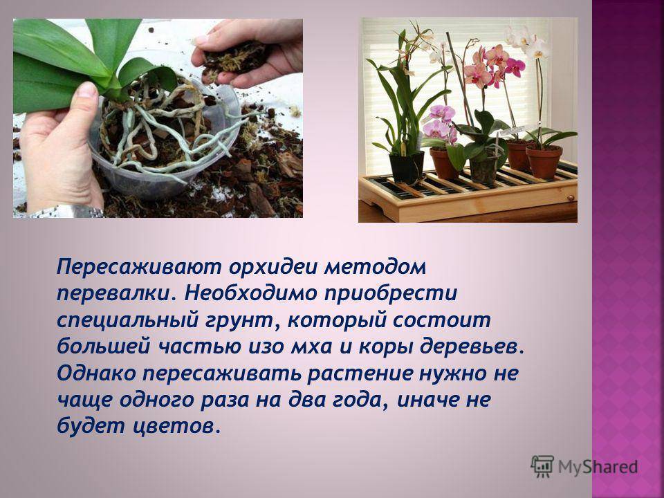 Как пересадить орхидею в домашних условиях: сроки, периодичность. из чего делают субстрат для пересадки орхидеи?