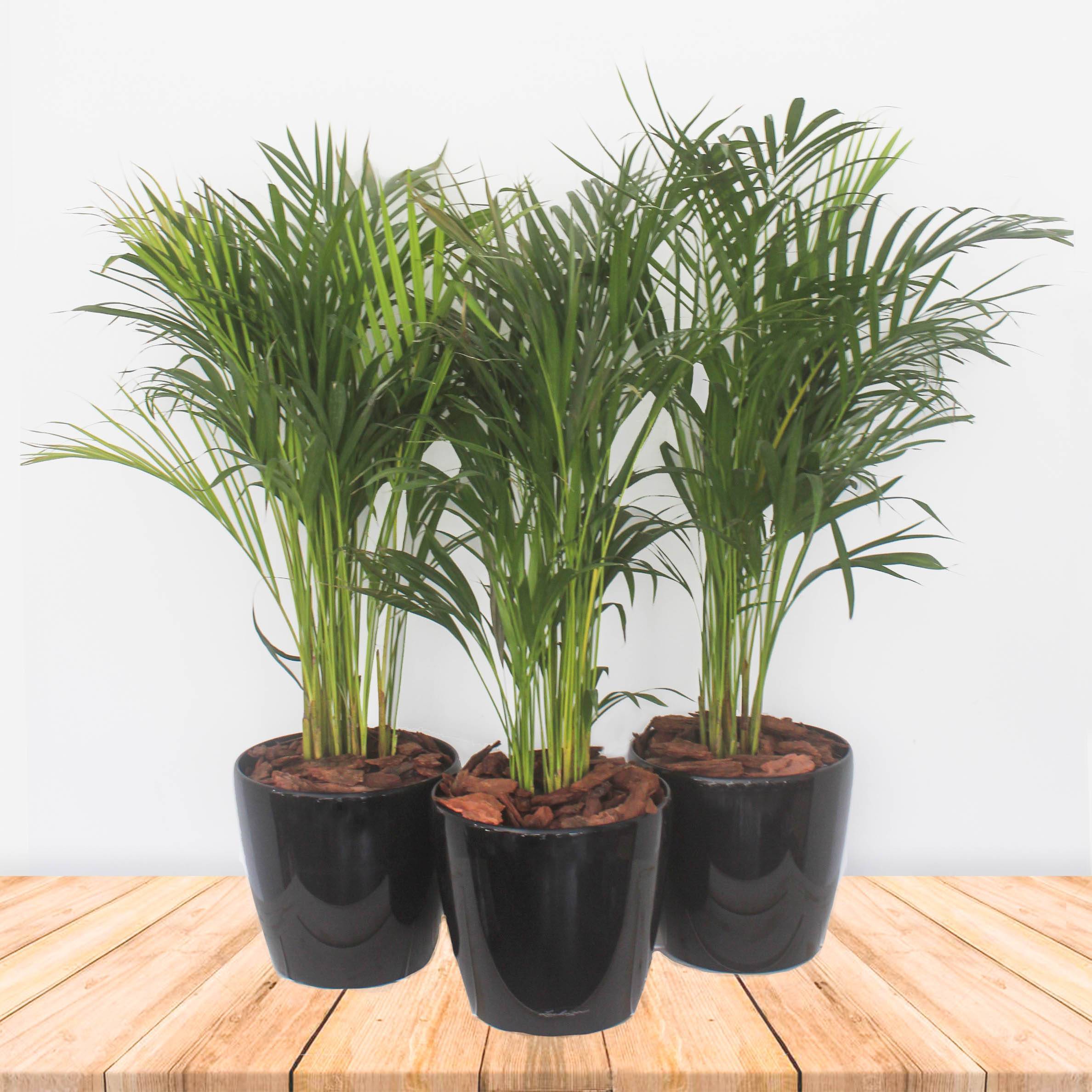 ✅ выращивание пальмы арек хризалидокарпус в домашних условиях - сад62.рф