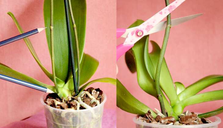 Что такое стрелка орхидеи: описание и проблемы. советы, как ухаживать за цветком