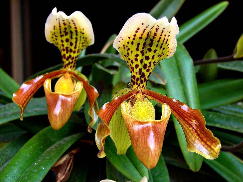 Орхидея пафиопедилум уход в домашних условиях орхидея венерин башмачок пересадка и размножение виды фото