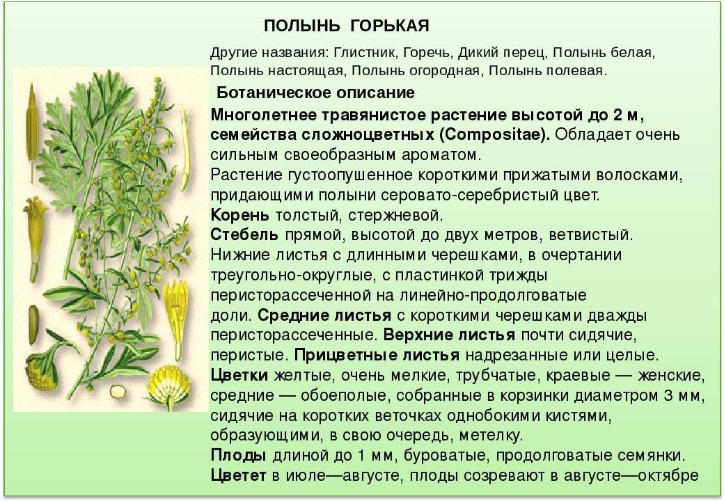 Чай из полыни – свойства и применение горькой травы