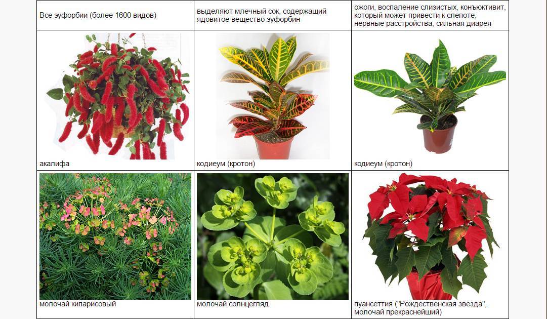 Комнатные растения – какие бывают, как подобрать для несложного ухода. самые красивые домашние цветы. ядовитые растения
