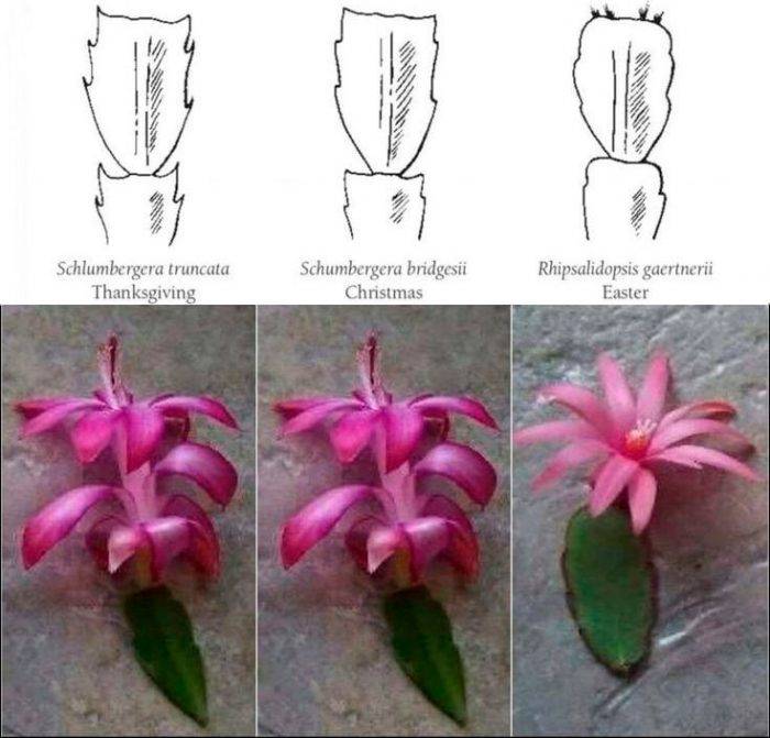 Рипсалидопсис: описание и фото кактуса rhipsalidopsis, особенности ухода за цветком, его отличие от декабриста, а также цветение, размножение, болезни и вредители