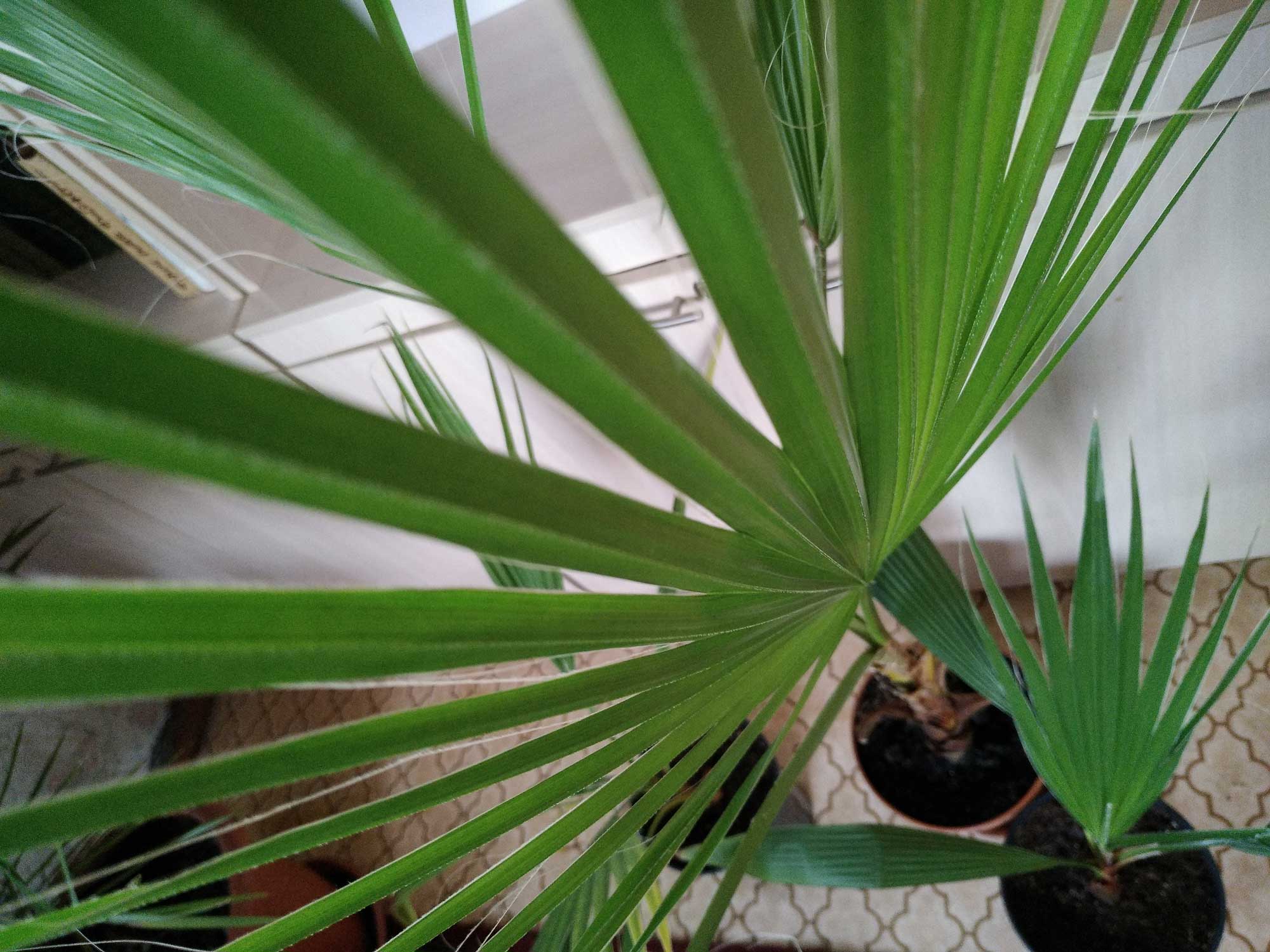 Вашингтония: уход за веерной пальмой в домашних условиях