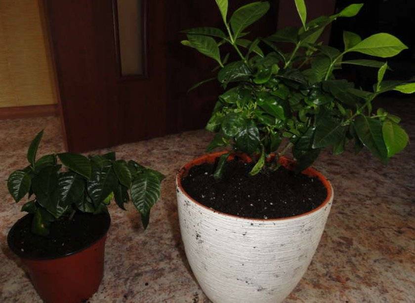Гардения жасминовидная – выращивание из семян, особенности растения