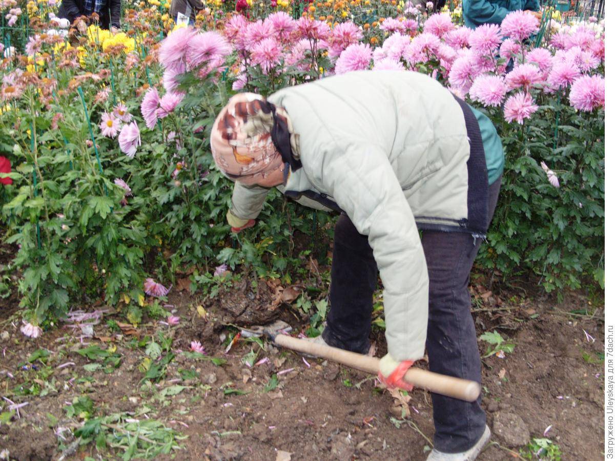 Хризантема садовая многолетняя: посадка и уход, фото, подготовка к зиме