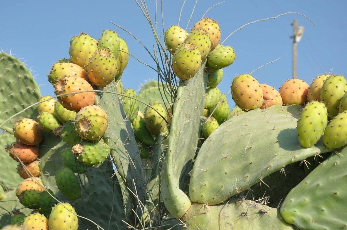 Плод кактуса — описание видов и их польза и вред