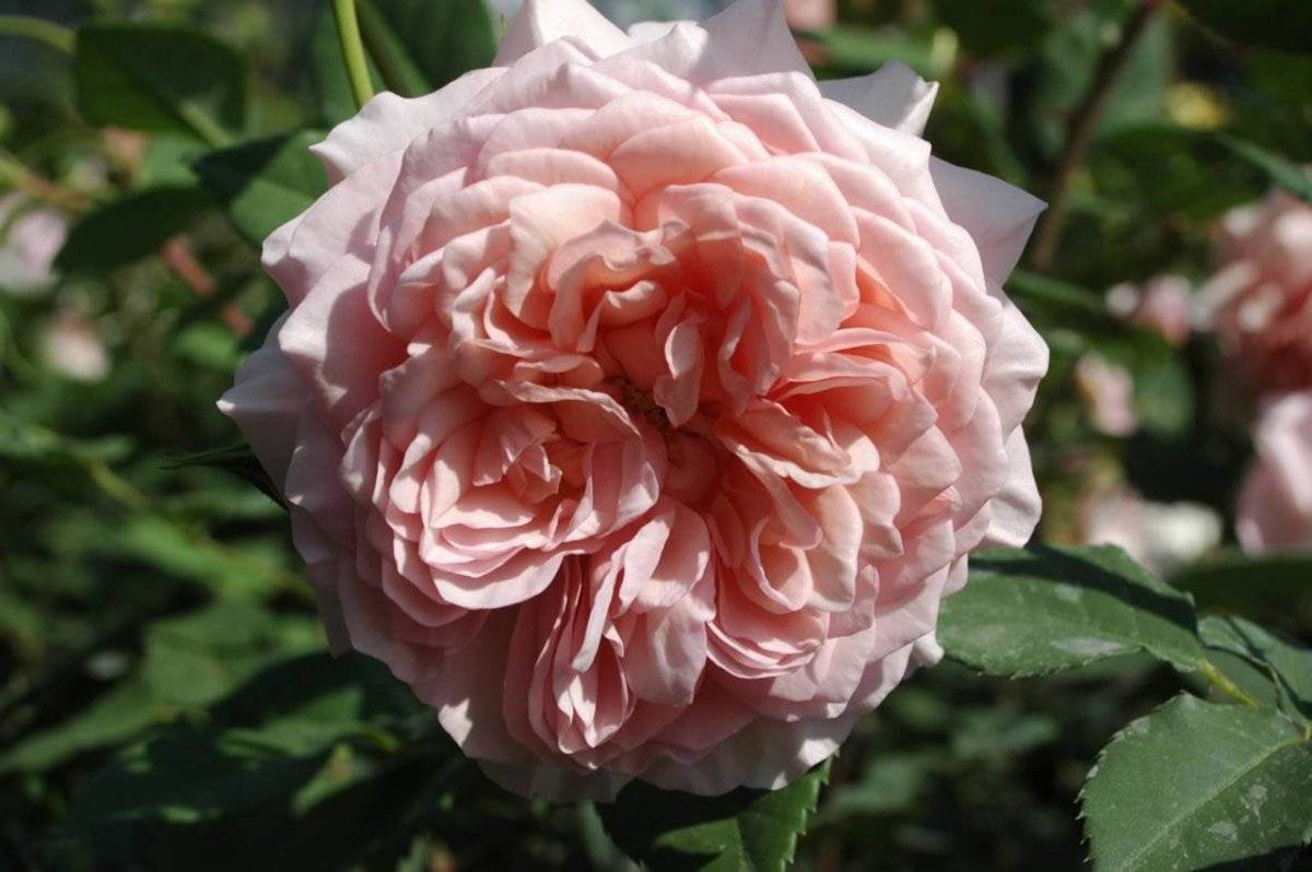 Роза вильям шекспир (william shakespeare) — характеристики сортового куста