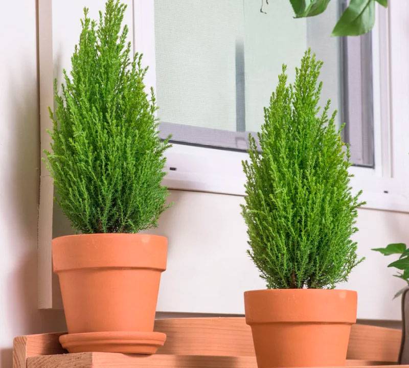 Кипарис- выращивание в саду и в домашних условиях