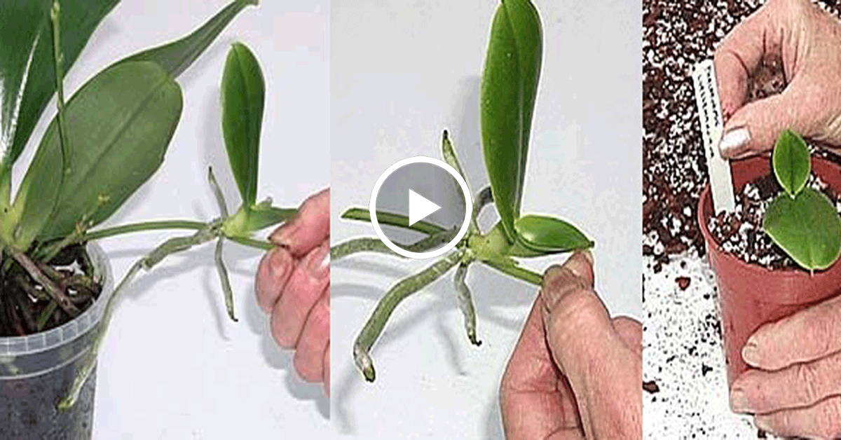 Как размножить орхидею в домашних условиях, пошаговое руководство
