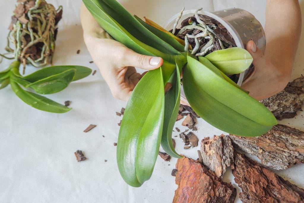 Размножение орхидеи цветоносом в домашних условиях