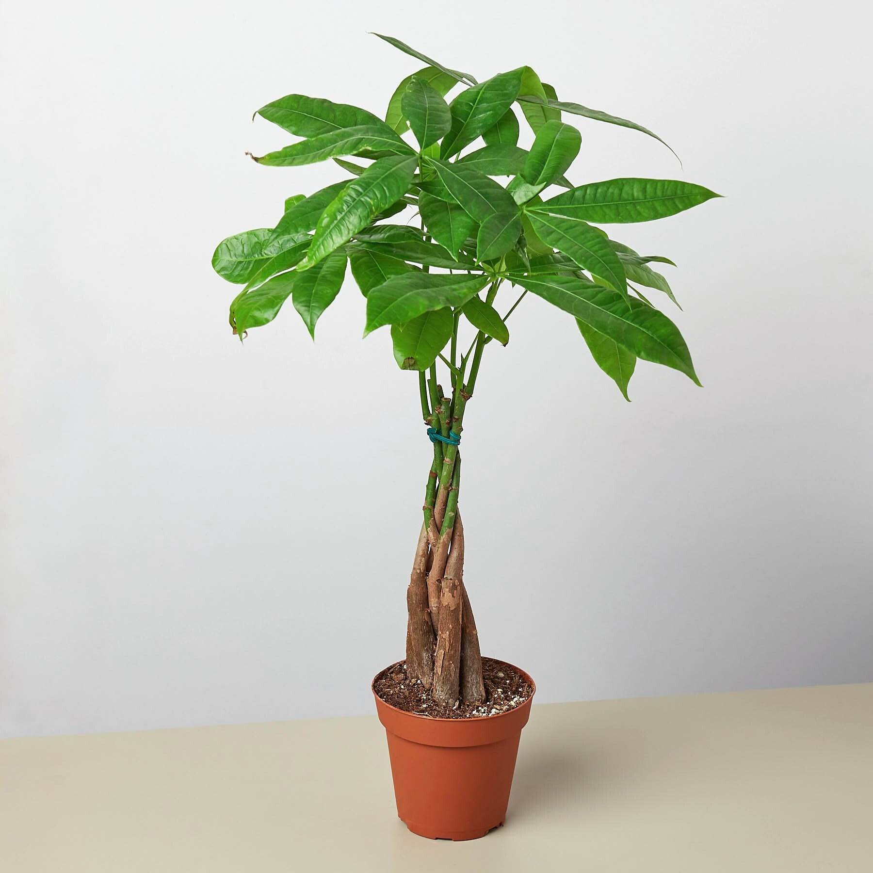 Пахира — растение богатства и успеха, фото