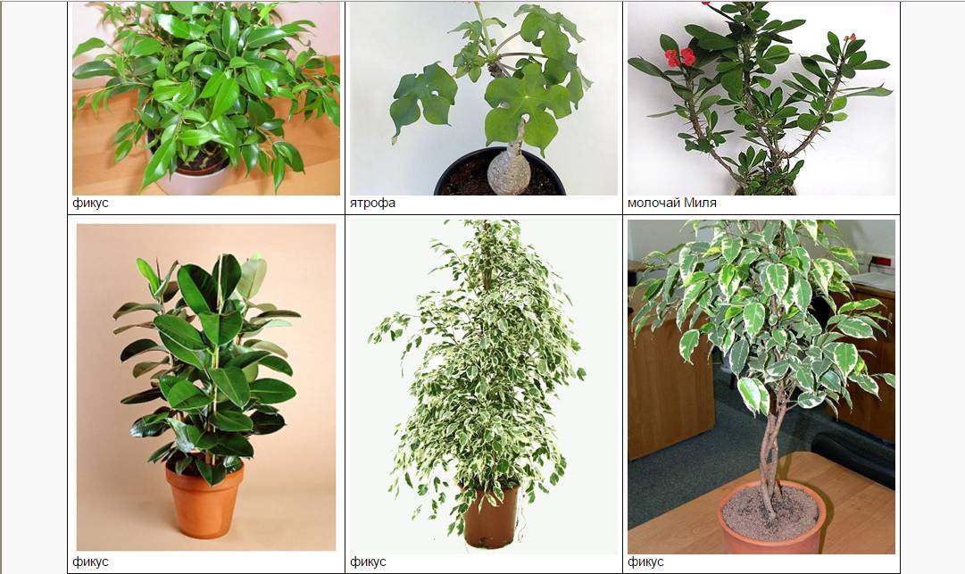 10 токсичных комнатных растений, которые отравляют людей и домашних животных