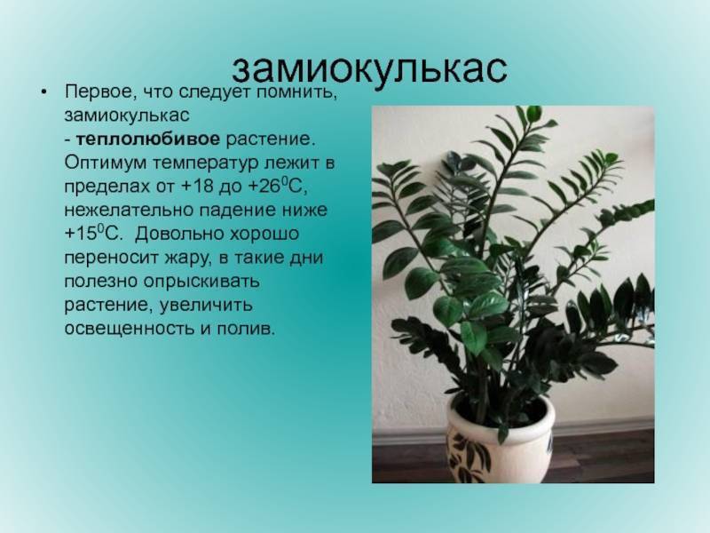 Замиокулькас (долларовое дерево): описание, фото, размножение и уход в домашних условиях