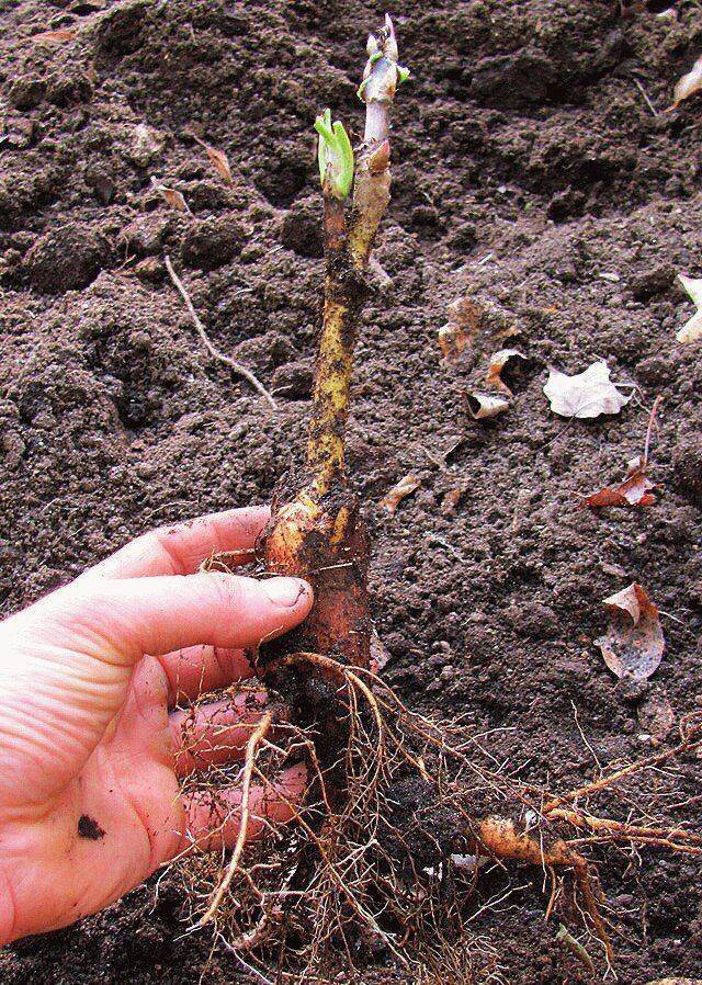 Древовидный пион: уход и выращивание