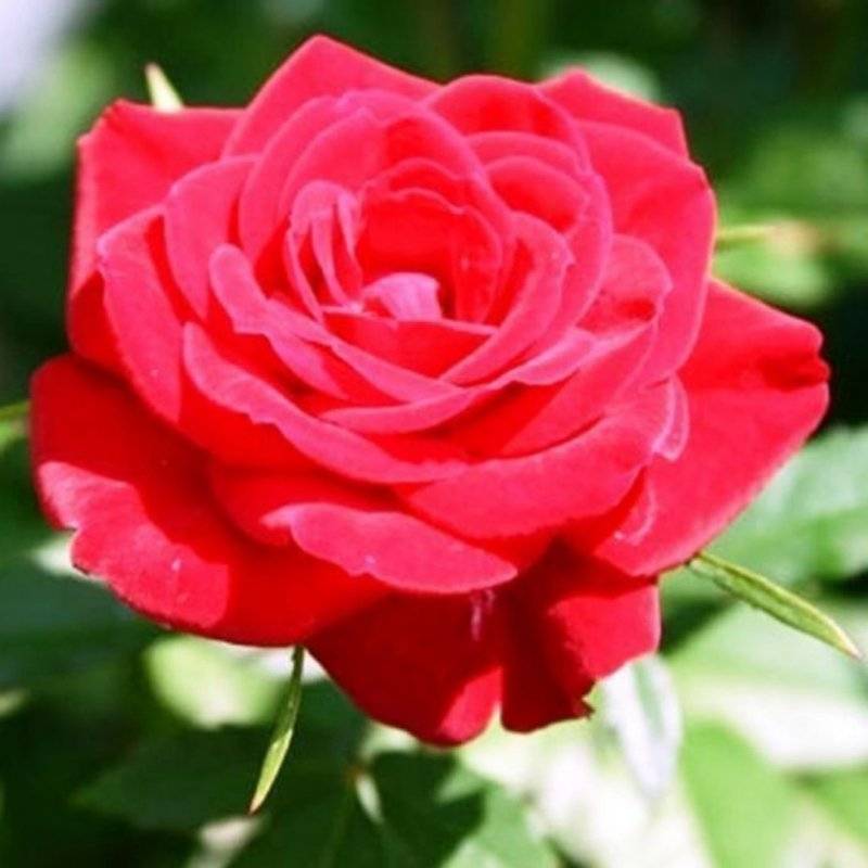 Роза супер гранд аморе — чайно-гибридная любовь кордеса