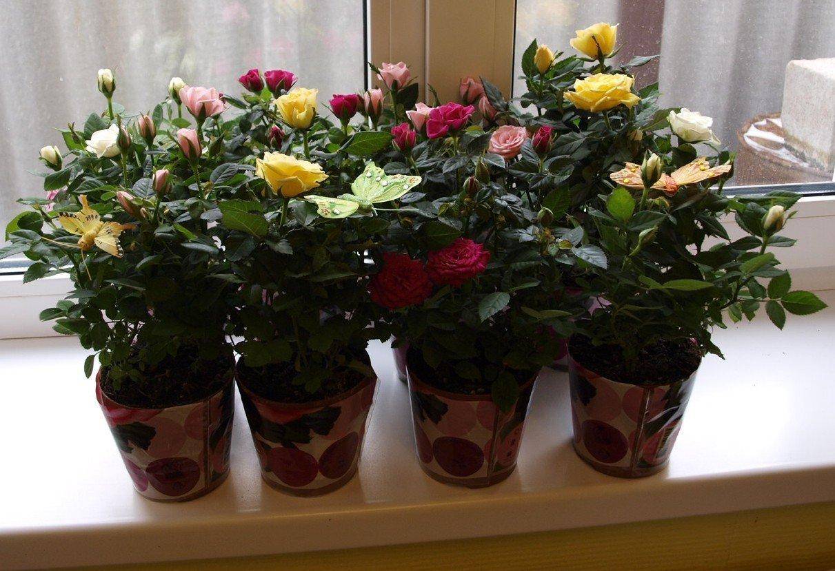 Teacup Roses Plants Flowers delivered, Teacup flowers, Teacup gardens