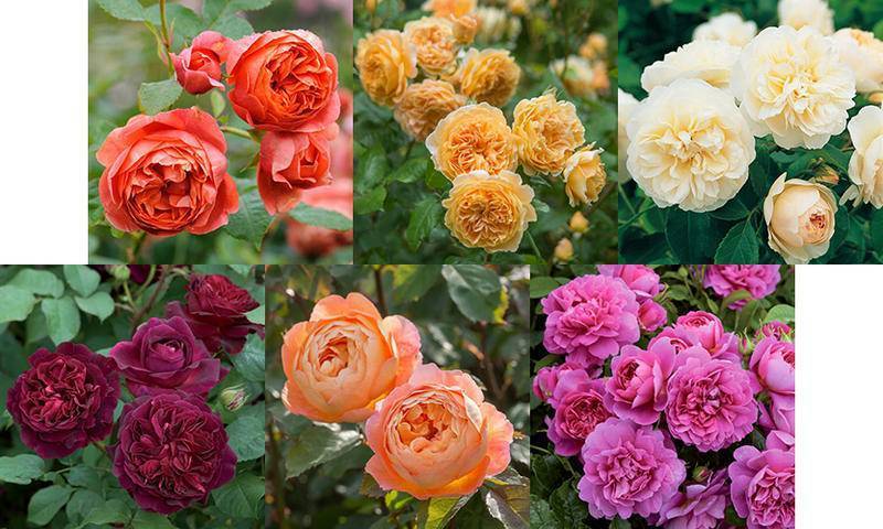 Бенджамин бриттен: роза д. остина, история, описание, выращивание