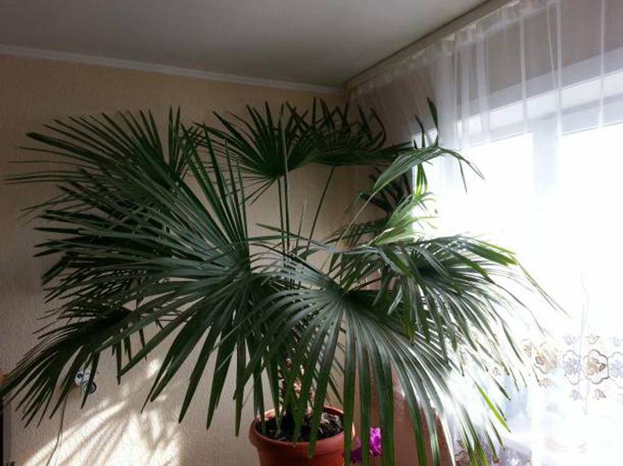 Пальма ливистона в домашних условиях. уход, выращивание, размножение. фото — ботаничка