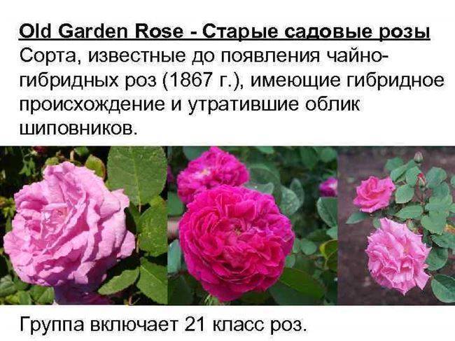 Чайно-гибридные розы посадка и уход в домашних условиях