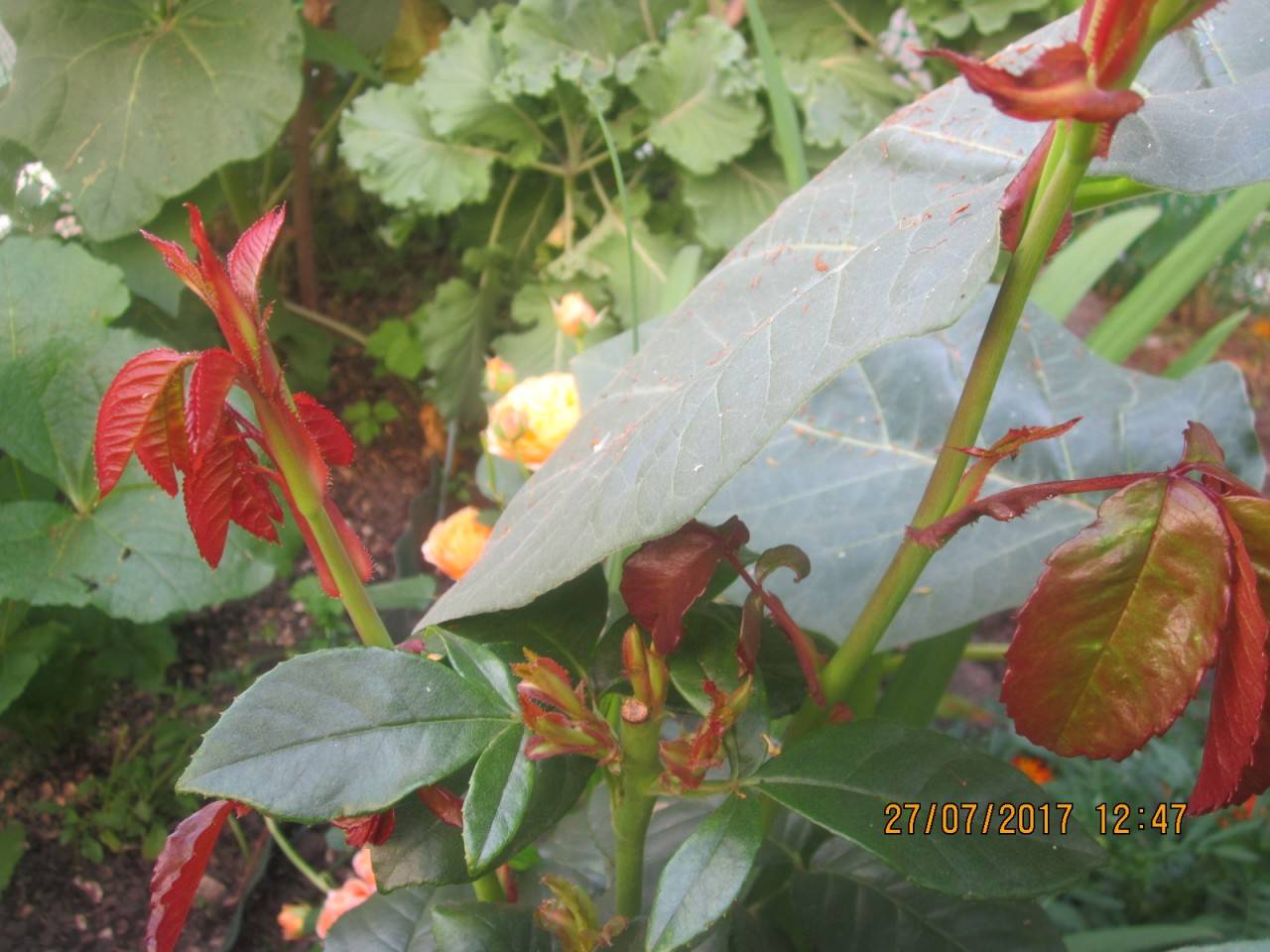 Почему желтеют и опадают листья у розы в июне, что делать и чем подкормить - дзен дневник