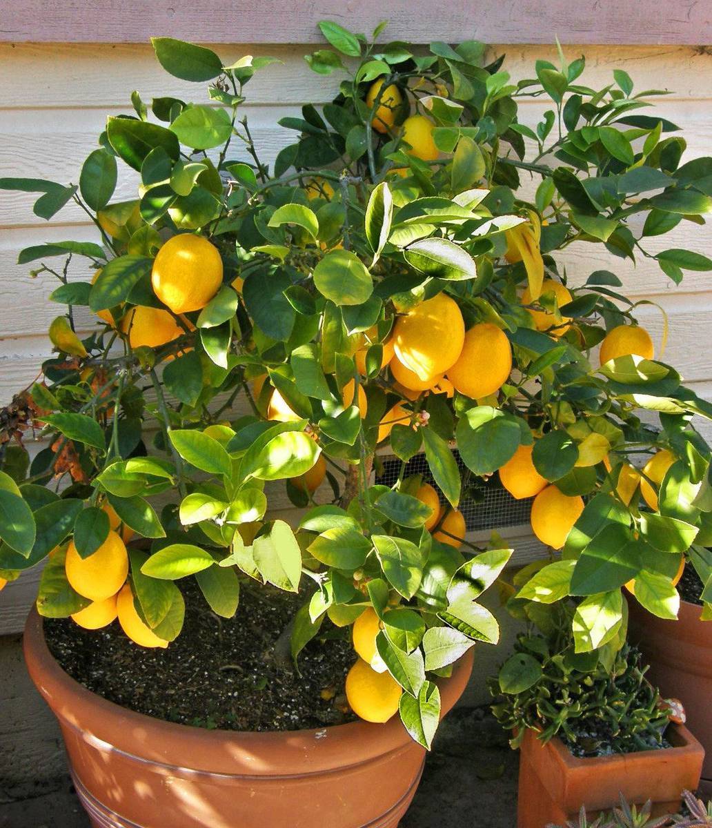 Комнатный лимон: уход в домашних условиях, посадка, размножение, пересадка, обрезка, виды, фото растения