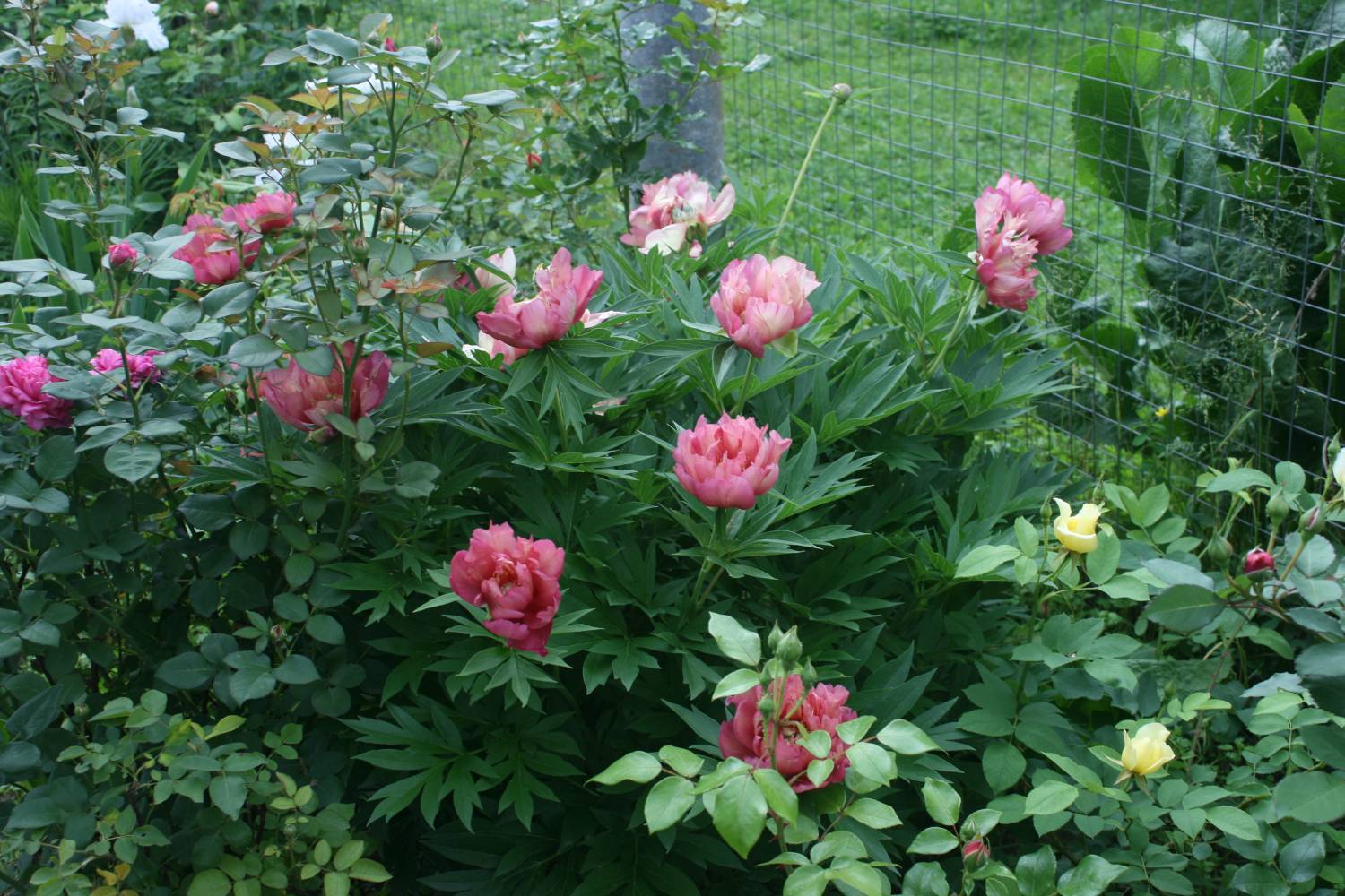 Пион джулия роуз, советы по уходу и описание растения