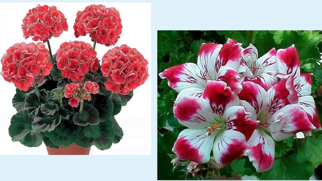 Пеларгония и герань: это одно и то же или нет, чем цветы отличаются друг от друга, есть ли разница в уходе в домашних условиях, как такие растения выглядят на фото? русский фермер